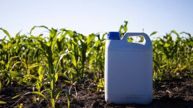 Adjuvants container in corn field. Photo: Igor Bastrakov / stock.adobe.com