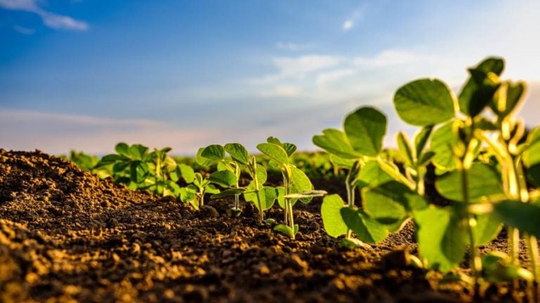 Young crop in soil.