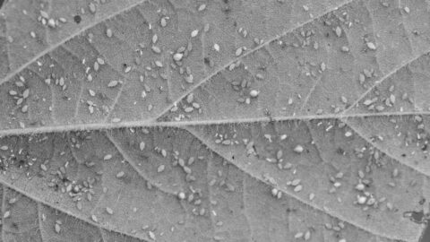 Pests Keep Coming, But So Do Solutions: Growth and Innovation in U.S. Insecticides