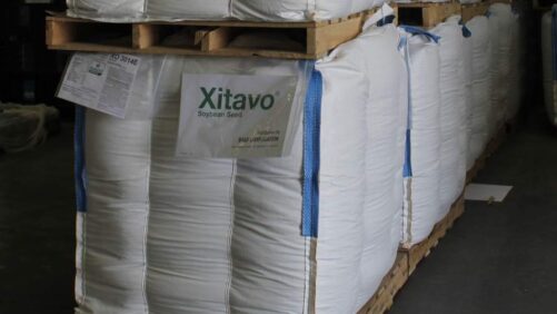 Seed Companies Double Down on SCN As Pressure Intensifies