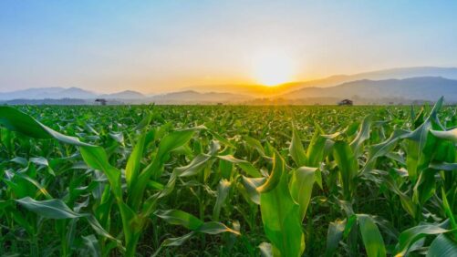 Atticus Launches Zannis SC Herbicide