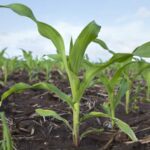 Фермеры Айовы поддержали проверку цен на удобрения