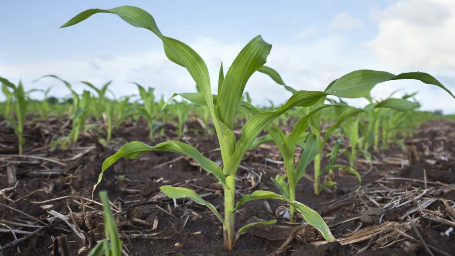 Удобрения в США: фермеры Айовы просят DOJ проверить цены