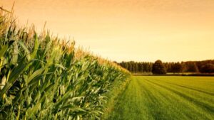 BASF Launches Circalo to Power Low-Carbon Crops and 45Z Readiness for Ethanol Producers