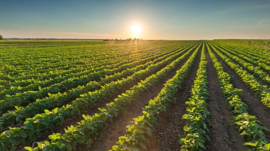 Less Complexity, More Impact: What Growers Want Now in Crop Inputs