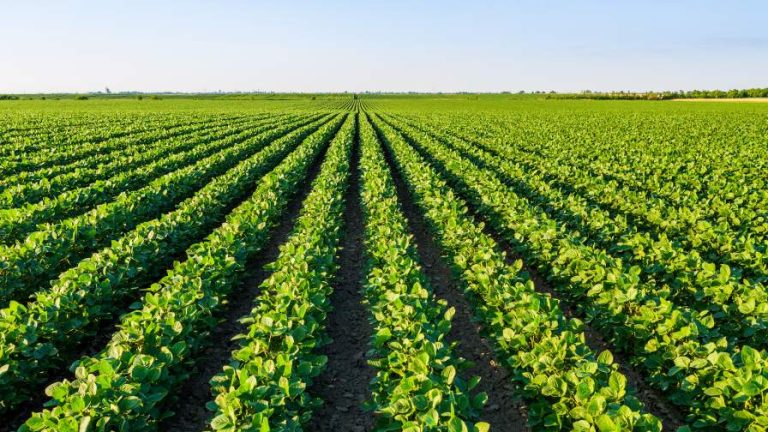 Soybean field