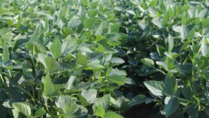 Biologicals and the Row Crop Conundrum