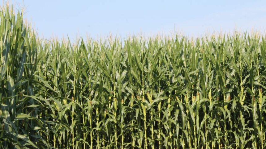 Renewed Biofertilizer Adoption Strengthens as Sustainability Incentives and Smart Tech Align