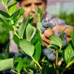 Balchem запустил цифровую платформу для анализа растительных тканей