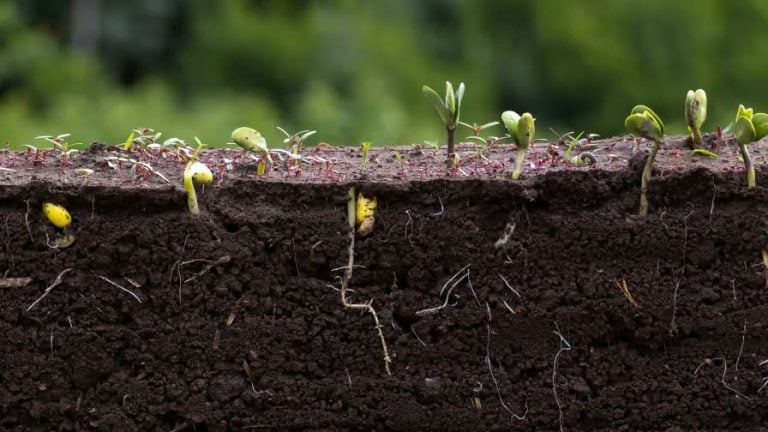Soil and seedlings
