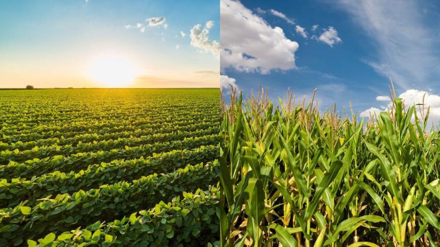 BASF запускает Real Results Yield Challenge на сезон 2026 года