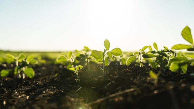 Young crop soil sunset